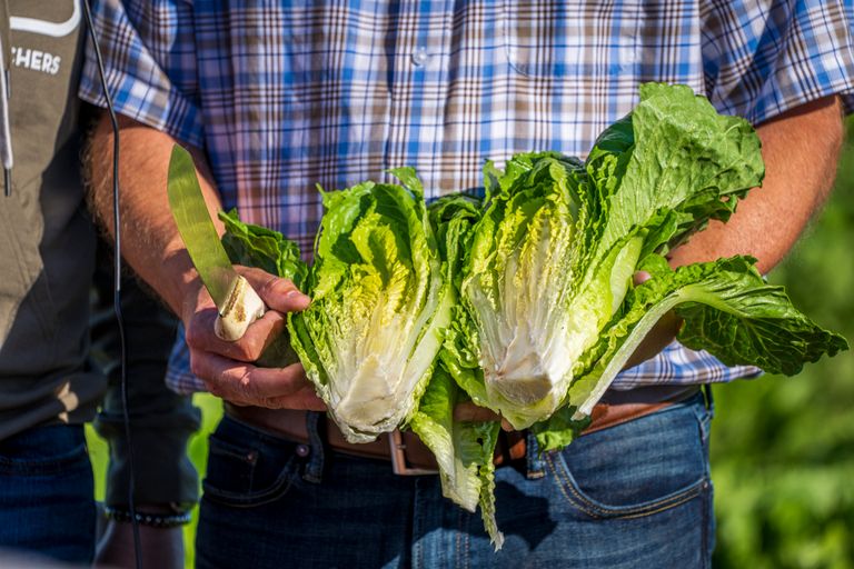 6 Types of Lettuce for Better Salads, Sandwiches, and Wraps