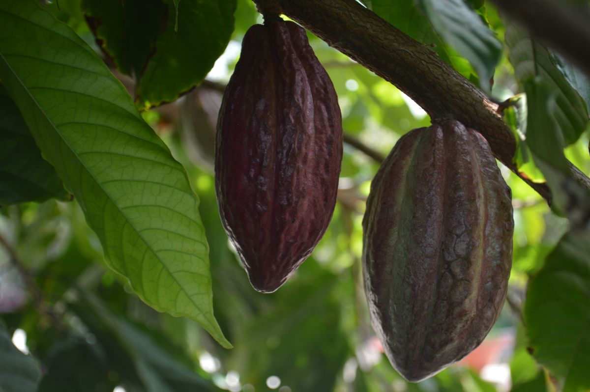 A World Without Chocolate? Climate Change Is Putting Cocoa’s Future at Risk 1 Close-up of ripe cocoa pods hanging on a tree branch in a lush tropical environment.
