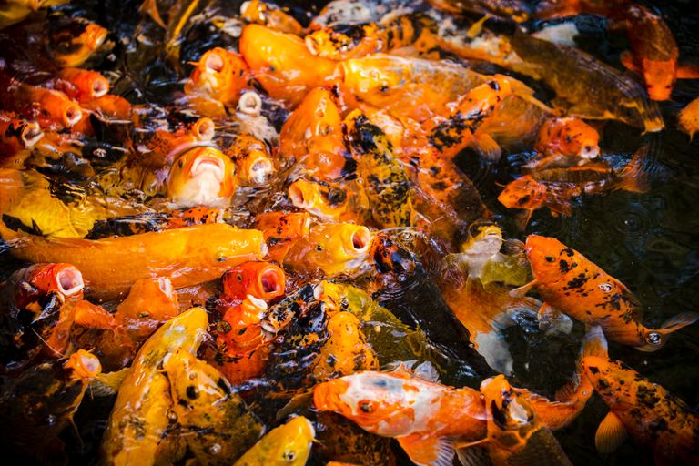 Goldfish Are Getting a New Twist and This Time It’s About Protein