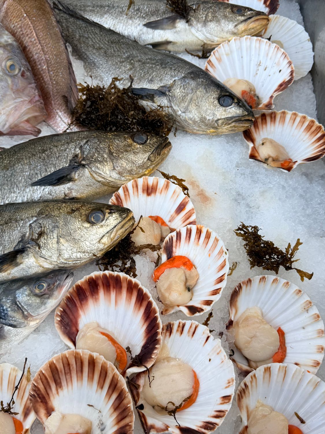 Fresh seafood including fish and scallops displayed on ice with seaweed enhancing the marine setting.